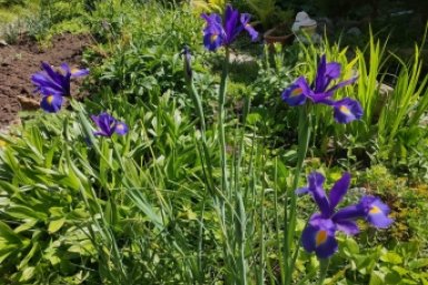Вам ириски для вашего сада: выращиваем прекрасные растения в три шага ИА SevastopolMedia