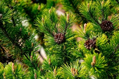 Тематическое фото Илья Табаченко, ИА PrimaMedia.ru