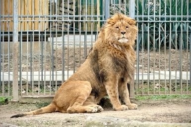 Лев освоился в новом доме МБУК &quotПарки столицы&quot