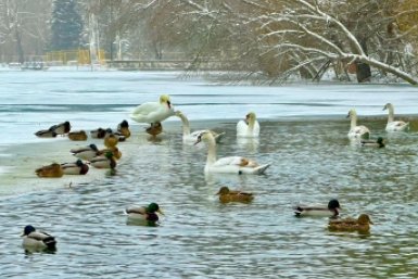 Лебеди хорошо переносят зимовку МБУК &quotПарки столицы&quot