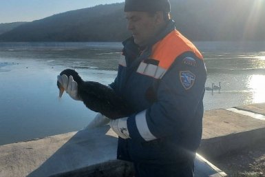 Спасатели пришли на помощь птицам Соцсети М. Развожаева