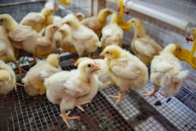 В регионе выросло производство мяса Правительство Севастополя