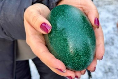 Эму выводят потомство в Симферополе МБУК &quotПарки столицы&quot