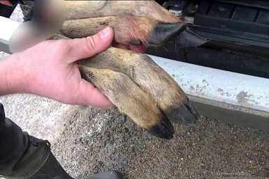 Косулю незаконно застрелили в Крыму Минпромторг Крыма