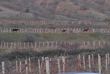 Лошади паслись без присмотра Администрация Судака
