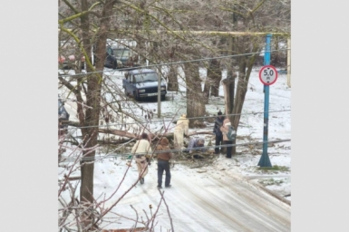 После падения дерева на женщину возбудили уголовное дело Следком Крыма и Севастополя