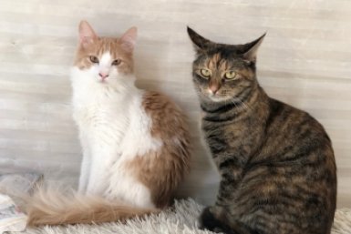 Котики из центра готовы переехать в новую семью Из архива Е. Воиновой