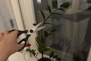 Делаю срез под прямым углом - и из каждого клубня лезет по 10 веток: замиокулькас превратился в густые джунгли ИА Sevastopol.Media.ru