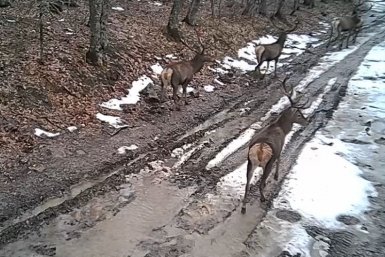 Олени попали в фотоловушку Соцсети М. Развожаева