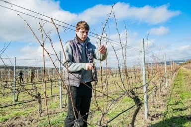 Виноградники готовят к весне Правительство Севастополя