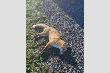 Зараженных животных нашли в Алуште Госкомитет ветеринарии Крыма