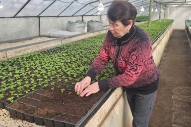 Цветы готовят к весенней высадке Правительство Севастополя