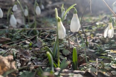 Первые цветы распустились в лесах Севприроднадзор