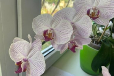 Не орхидея, а королева подоконника: поливаю три раза в 8 дней - шикарные бутоны ИА SevastopolMedia