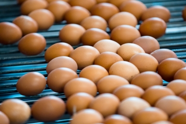 Более 282 млн яиц произвели в 2025 году в Крыму