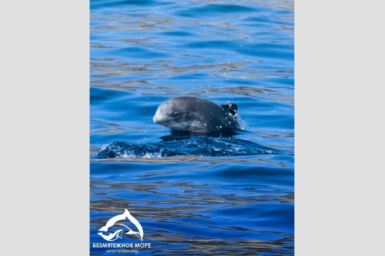 Ученые исследовали морских обитателей Центр &quotБезмятежное море&quot