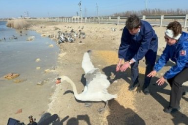 Лебедей вернули в водоем Соцсети Валерия Иванова