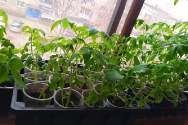 Получаю мощную корневую систему и сочные, жирные стебли без вытягивания: когда начинать подкармливать рассаду ИА PriamurMedia, Елена Гиневская