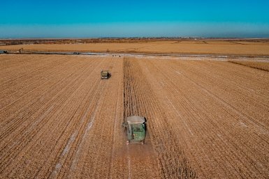 Опасные гнили могут угрожать урожаю на полях Крыма