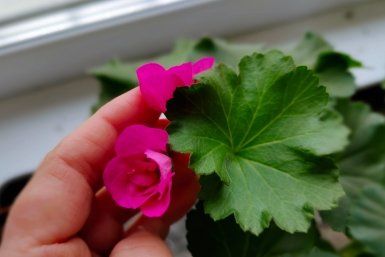 Герань в марте только этого и ждет: 1 ложка в воду – и царское буйство сочных красок до сентября Автора