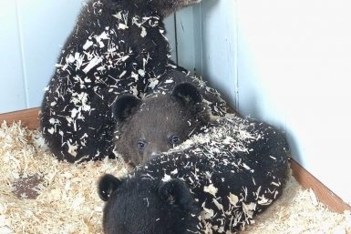 В Центре &quotТигр&quot Приморья подросла медвежья семья Пресс-служба Центра &quotТигр&quot