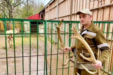 Олень Степан сбросил рога МБУК &quotПарки столицы&quot