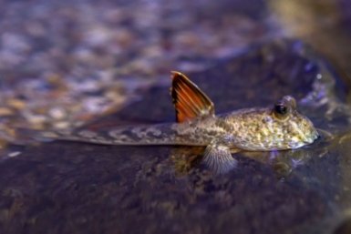 Илистые прыгуны Пресс-служба Приморского океанариума