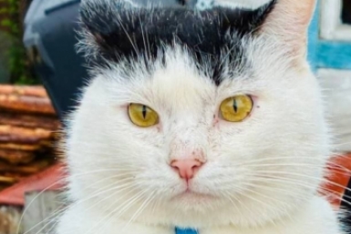 Кот Марк Телеграм-канал &quotФонд &quotСобака Счастья&quot (18+)