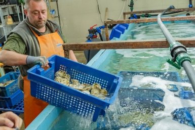 Компания наращивает производство морепродуктов Правительство Севастополя