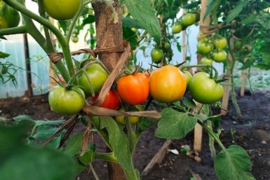 Томаты Автора