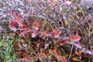 В Крыму прогнозируют заморозки 10, 11 и 12 апреля