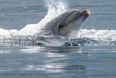 Прыжки афалин запечатлели под Севастополем Центр &quotБезмятежное море&quot