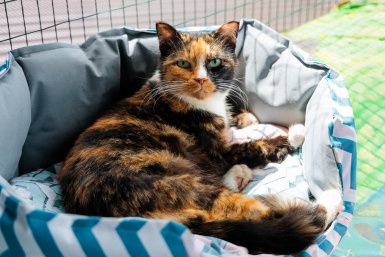 Эксперты рассказали, как подготовить питомца к поездке