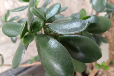 С курорта — в спартанские условия: как вынудить толстянку зацвести — все ветки в звездочках соцветий ИА SevastopolMedia.ru