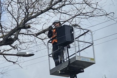 В Севастополе обрезают деревья Правительство Севастополя