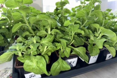 У вас есть лишь сутки, чтобы спасти рассаду после заморозков