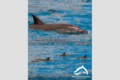 Вэйми снова встретили под Севастополем Центр &quotБезмятежное море&quot