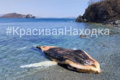 Бездыханное тело кита Телеграм-канал &quotКрасивая Находка&quot (18+)