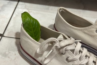 Кладу 1 кусок в обувь перед сном - к утру даже старые кроссовки пахнут как новые: работает и на дешевых моделях