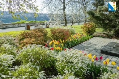 Цветы и растения приводят в порядок Правительство Севастополя