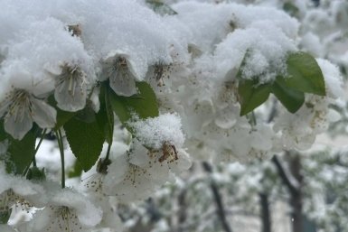 Крымчан предупредили о продолжающихся заморозках