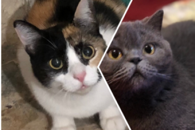Касатка и Лилу: брошенных кошек приютили в Севастополе и ищут им новый дом