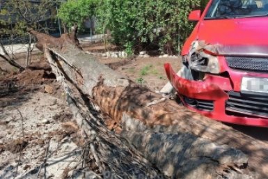 В Севастополе после падения дерева на машины прокуратура провела проверку