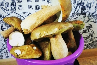 Россиян предупредили о смертельно опасном весеннем грибе в средней полосе