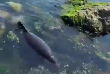 Дельфин Апрель покинул волонтёров в Новороссийске и уплыл в открытое море t.me/delfacenter