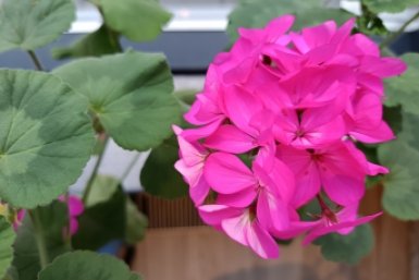 1 ложка специи — и герань королева подоконника, молодые цветоносы лезут наперегонки