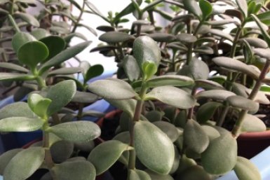 В апреле толстянка только этого и ждет: 1 таблетка в воду - и даже сонная крассула рвется в рост