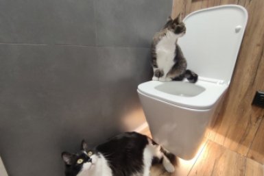 унитаз ИА StavropolMedia