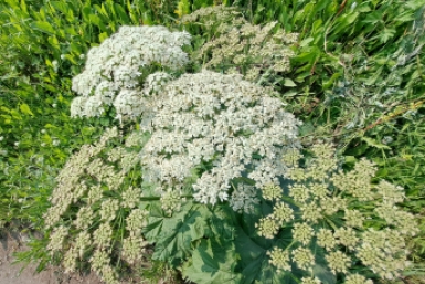  Елена Поддубная, ИА KamchatkaMedia
