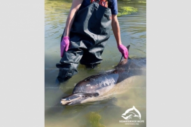 В Севастополе продолжают спасать дельфина-белобочку с поражением кожи